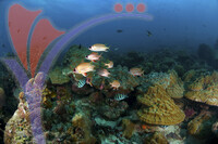 Tioman Island - Pahang