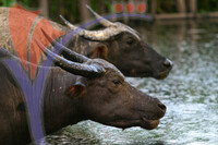 Water Bufalloes