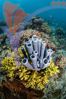 Sipadan 15