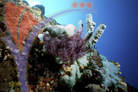 Mataking Island - Sabah