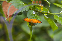Kuala Lumpur Bird Park - Kuala Lumpur