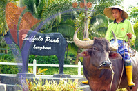 Buffalo Park
