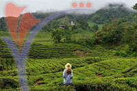The Cameron Highlands The Garden of Malaysia