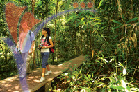 Jungle Tracking