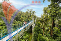 Forest Skywalk