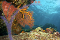 Tioman Island - Pahang