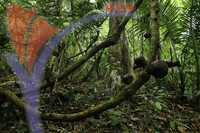 Royal Belum National Park