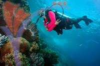 Tenggol Island - Terengganu