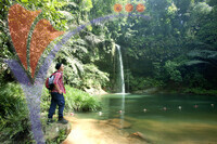 Lambir National Park - Sarawak