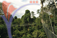 Kuala Koh