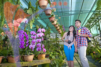Orchid Garden