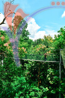 Canopy Walk Guar Chenderai , Perlis