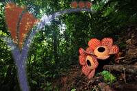 Rafflesia 1 - Perak