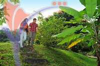 Fruit Farm