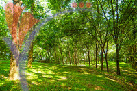 Taman Warisan Pertanian (agriculture Heritage Park) - Putrajaya