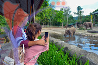 Lok Kawi Wildlife Rehab Centre