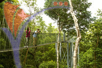 Teak Gallery Tree Top Walk