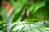 Fraser's Hill International Bird Race