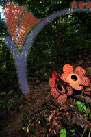 Rafflesia 1 - Perak