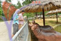Afarmosa Resort Safari Melaka
