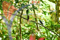 Fraser's Hill International Bird Race