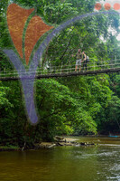 Mulu Hanging Bridge, Sarawak