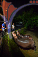 Night Safari Zoo Taiping , Perak