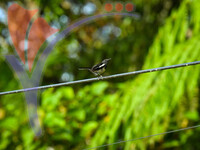 Fraser's Hill International Bird Race