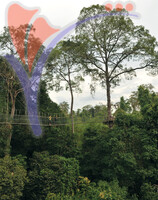 Kuala Koh