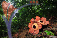 Rafflesia 1 - Perak