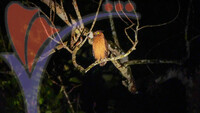 Tabin Wildlife, Sabah