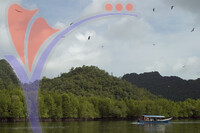 Eagle Feeding - Langkawi