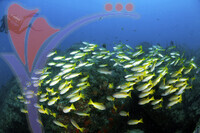 Tioman Island - Pahang