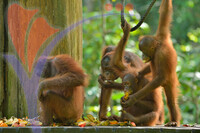 Sepilok Orang Utan