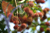 Melaka Tropical Fruit Farm