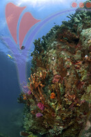 Tioman Island - Pahang