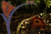 Eco & Agro Tourism - Gunung Gading Sarawak