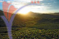Tea Plantation
