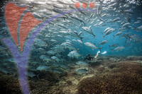 Sipadan 20