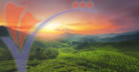 Sunrise of Tea Plantation in Cameron Highland, Malaysia.