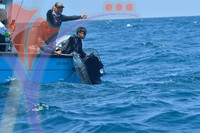 The Royal Pahang Billfish International Challenge