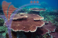 Tenggol Island - Terengganu