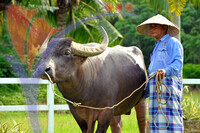 Buffalo Park