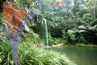 Lambir National Park - Sarawak