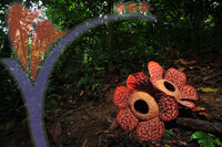 Rafflesia 1 - Perak