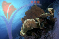 Mataking Island - Sabah