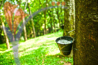 Taman Warisan Pertanian (agriculture Heritage Park) - Putrajaya