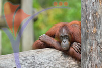 Lok Kawi Zoo - Orang Utan