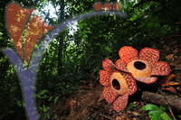 Rafflesia 1 - Perak