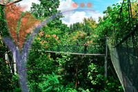 Canopy Walk Guar Chenderai , Perlis